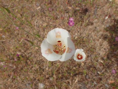 Calochortus venustus, photographed by George Williams