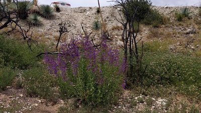 Penstemon spectabilis, photographed by velodrome