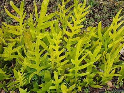 Microsorum grossum, photographed by Tyler Bishop