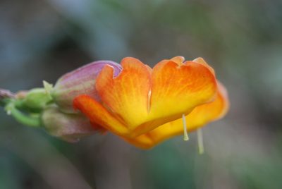 Thunbergia coccinea, photographed by Loren Cassin Sackett