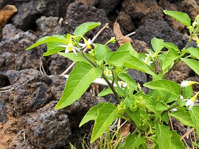 Solanum americanum, photographed by Tyler Bishop