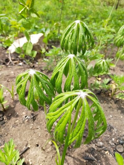 Syneilesis aconitifolia, photographed by Viola Alekseeva
