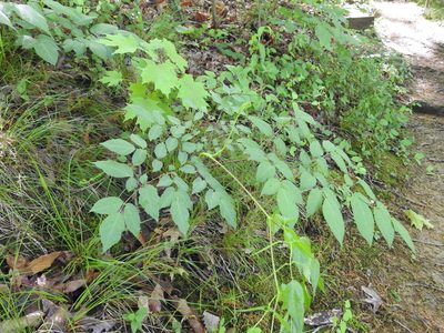 Aralia spinosa, photographed by Yann Kemper