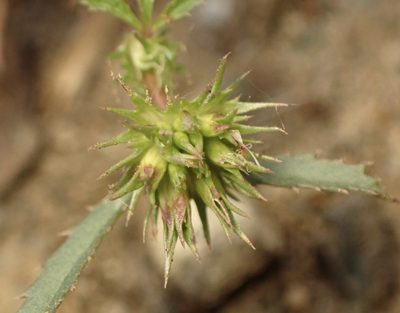 Trifolium willdenovii, photographed by Cricket Raspet