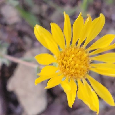 Grindelia hirsutula, photographed by Peter Brastow