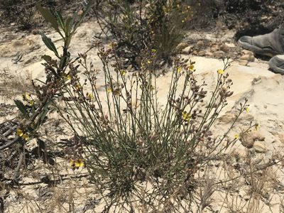 Crocanthemum scoparium, photographed by Scott Yarger