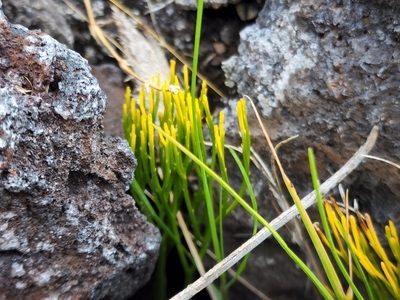 Psilotum nudum, photographed by Tyler Bishop
