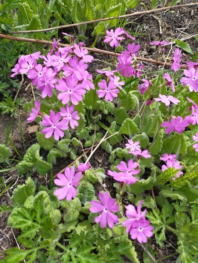 Primula sieboldii, photographed by Viola Alekseeva