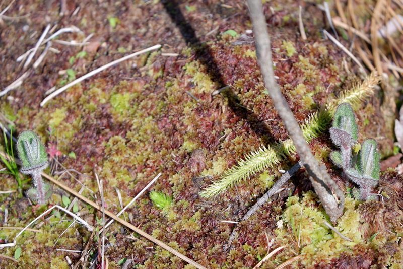 Lycopodiella alopecuroides, photographed by Bonnie Semmling