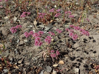 Chorizanthe douglasii, photographed by Henrik Kibak