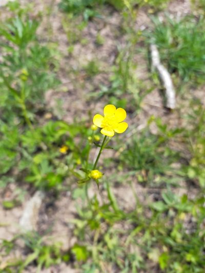 Ranunculus japonicus, photographed by Viola Alekseeva