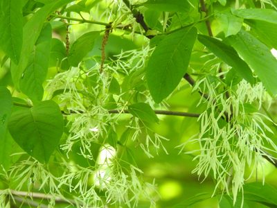 Chionanthus virginicus, photographed by Yann Kemper