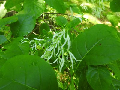 Chionanthus virginicus, photographed by Yann Kemper