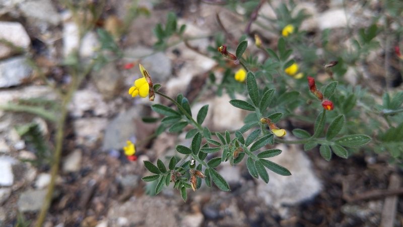 Acmispon strigosus, photographed by velodrome