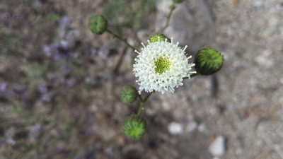 Chaenactis artemisiifolia, photographed by velodrome