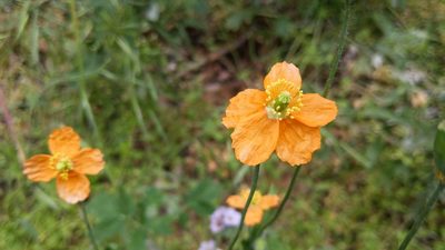 Stylomecon crassifolia, photographed by velodrome