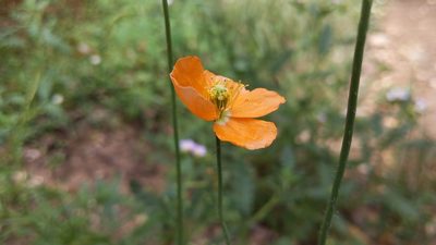 Stylomecon crassifolia, photographed by velodrome