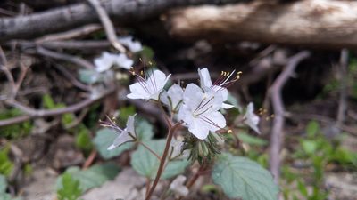 Phacelia longipes, photographed by velodrome