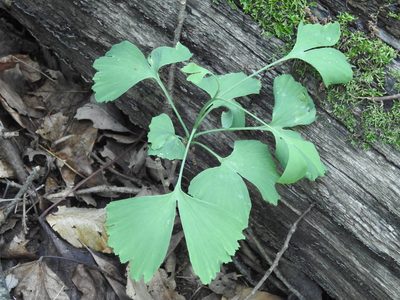 Ginkgo biloba, photographed by Yann Kemper