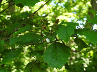 Crataegus mollis