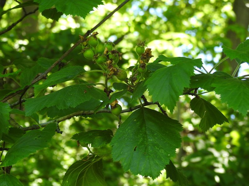 Crataegus mollis, photographed by Yann Kemper