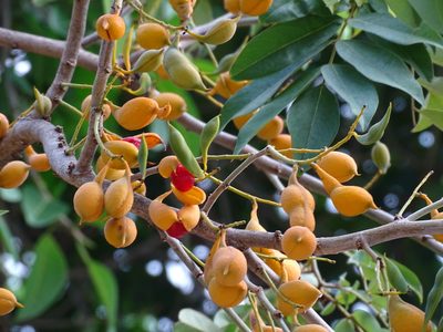 Swartzia cubensis, photographed by Alexis López Hernández