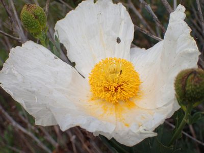Romneya trichocalyx, photographed by George Williams