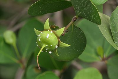 Sonneratia alba, photographed by Dinesh Valke