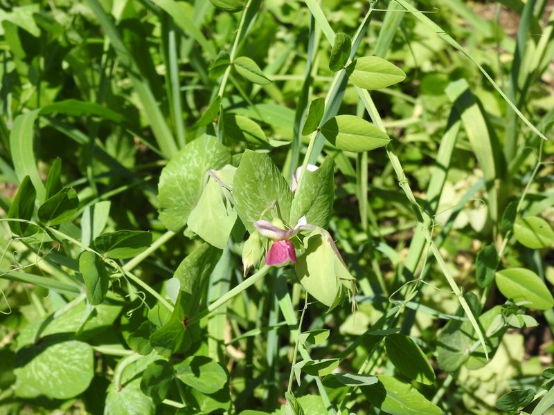 Lathyrus oleraceus, photographed by Yann Kemper