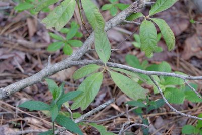 Quercus falcata, photographed by Bonnie Semmling