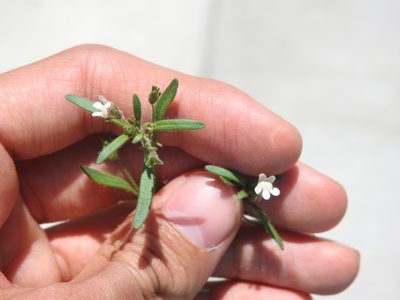 Chaenorhinum minus, photographed by Yann Kemper