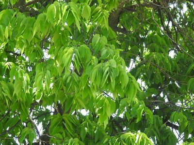 Celtis occidentalis, photographed by Yann Kemper