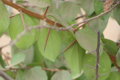 Flacourtia indica, photographed by Dinesh Valke