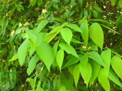 Celtis occidentalis, photographed by Yann Kemper
