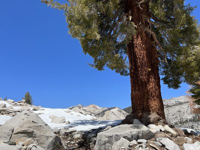 Pinus monticola, photographed by Andrew Lie