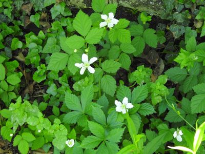 Rubus allegheniensis, photographed by Yann Kemper
