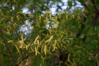 Salix nigra, photographed by Bonnie Semmling