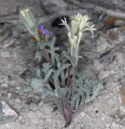 Chaenactis macrantha, photographed by Steve Matson