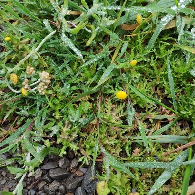 Cotula coronopifolia, photographed by Jenny Saito