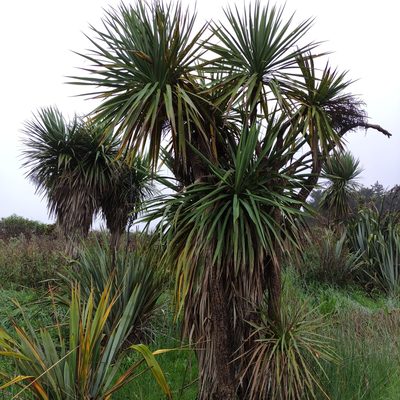Cordyline australis, photographed by Jenny Saito