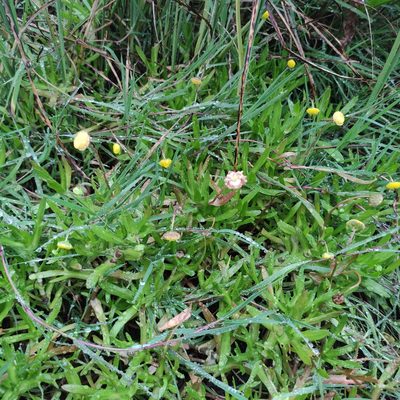 Cotula coronopifolia, photographed by Jenny Saito