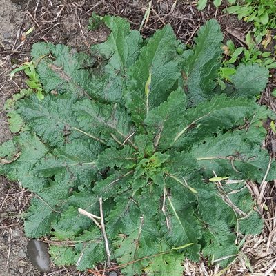 Verbascum virgatum, photographed by Jenny Saito