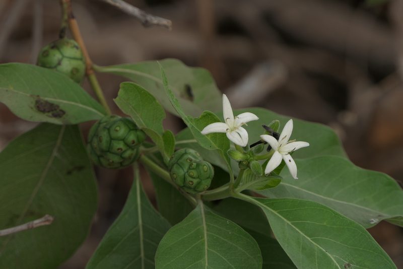 Morinda coreia, photographed by Dinesh Valke