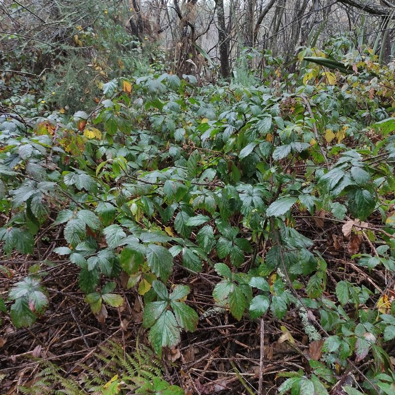 Rubus echinatus, photographed by Jenny Saito