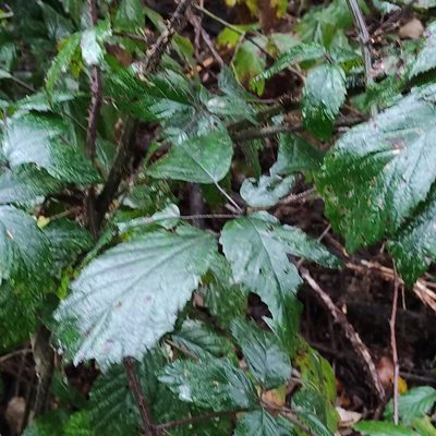 Rubus echinatus, photographed by Jenny Saito