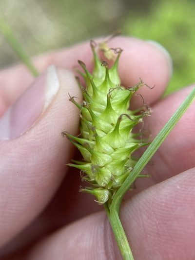 Carex bullata, photographed by Bonnie Semmling
