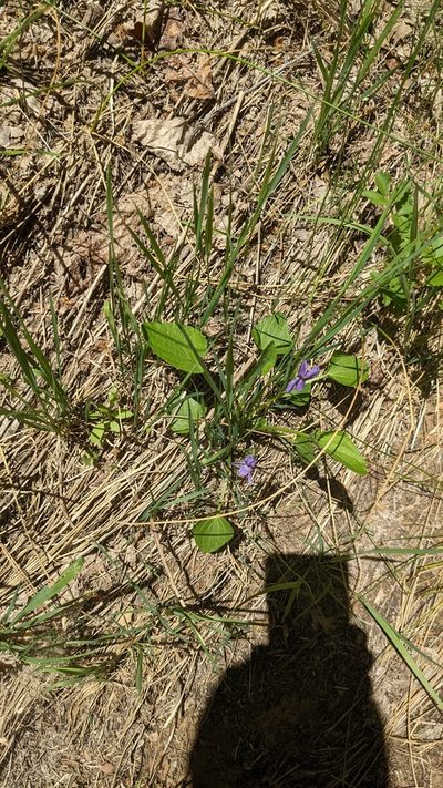 Viola clauseniana, photographed by Darrin Gobble
