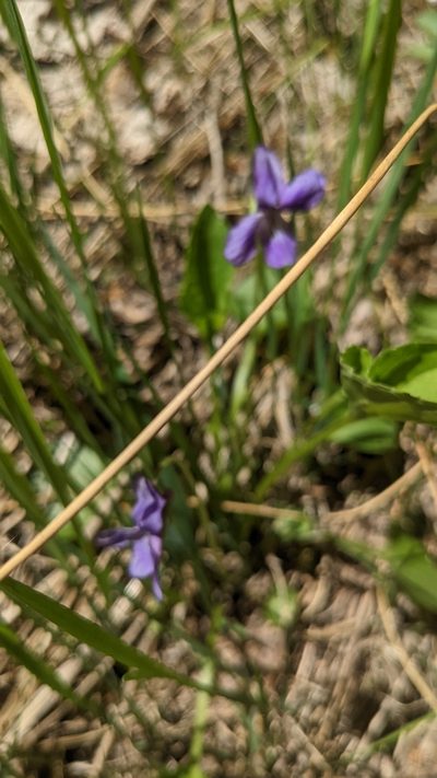 Viola clauseniana, photographed by Darrin Gobble