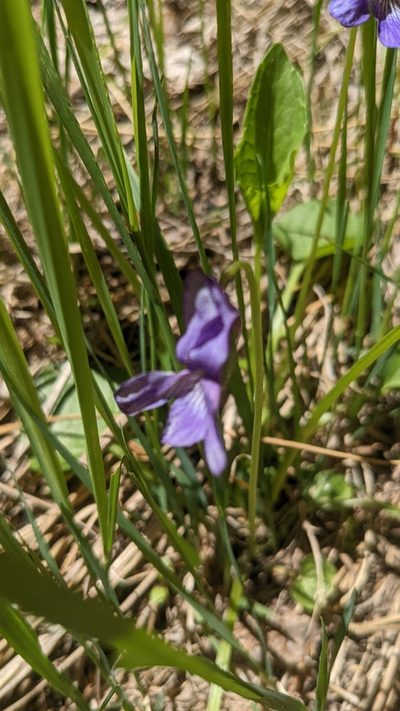 Viola clauseniana, photographed by Darrin Gobble