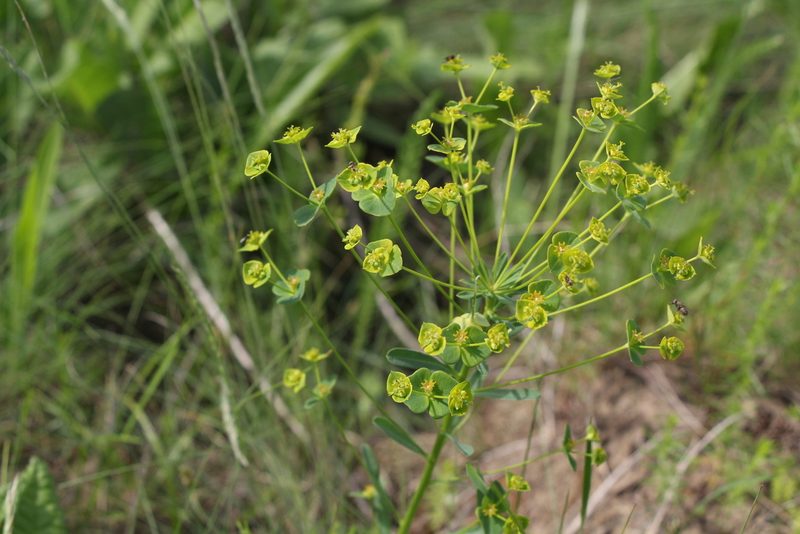 Euphorbia microcarpa, photographed by Liubov Ilminska